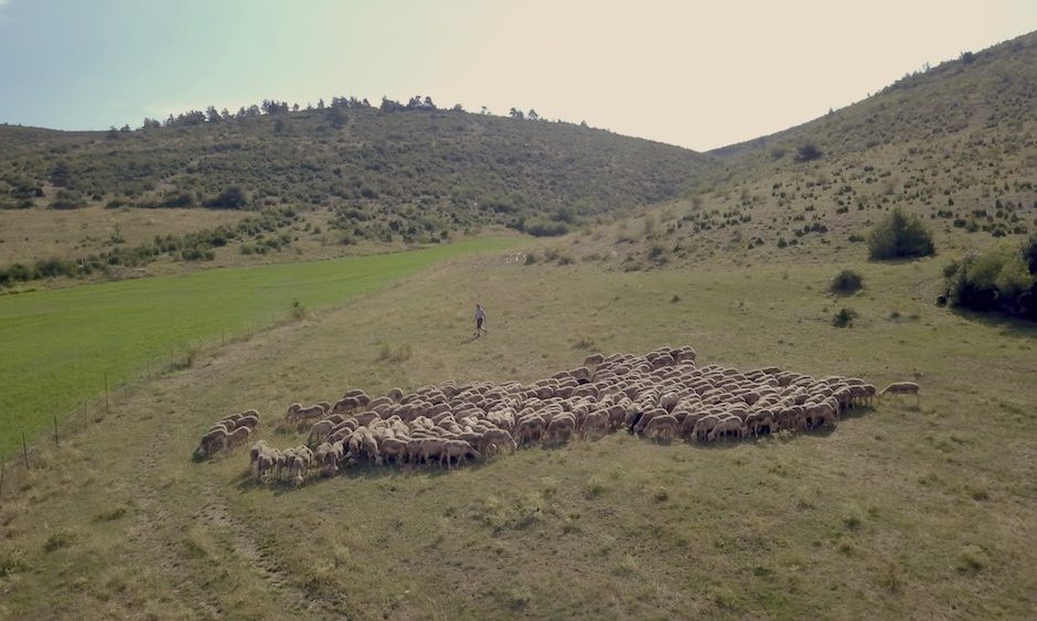 TRICOLOR, un parcours au coeur des filières de laines françaises